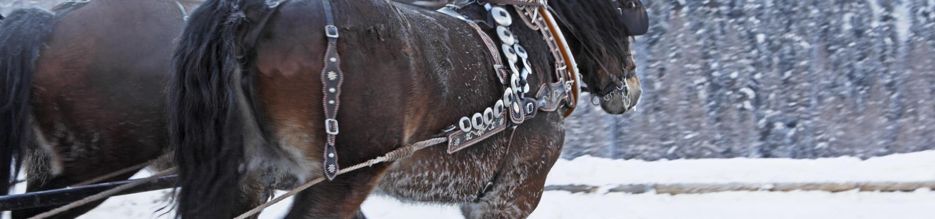 Ein Pferdeschlitten im Winter