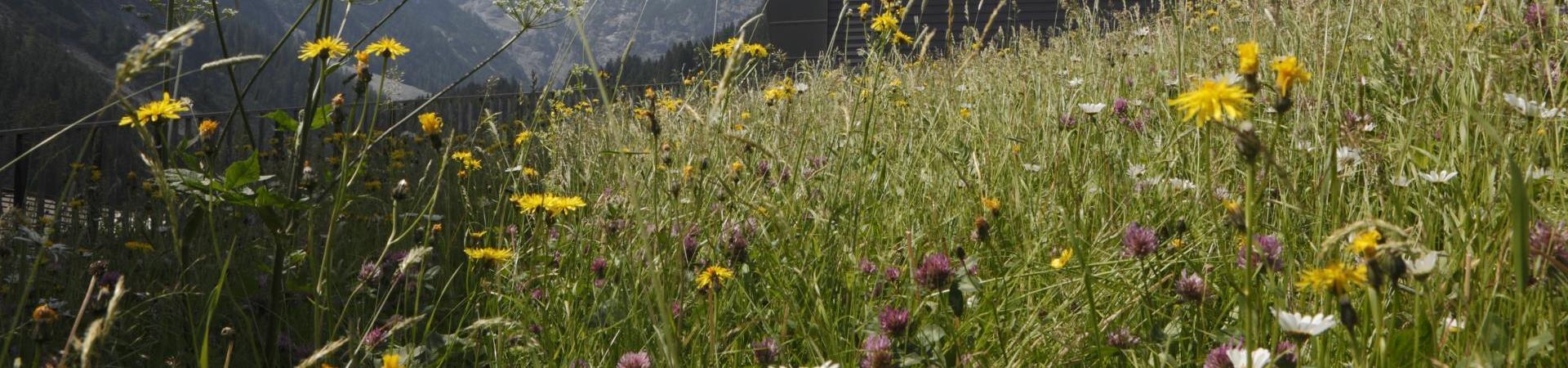 stilfserjoch-naturatrafoi-vinschgau-fb