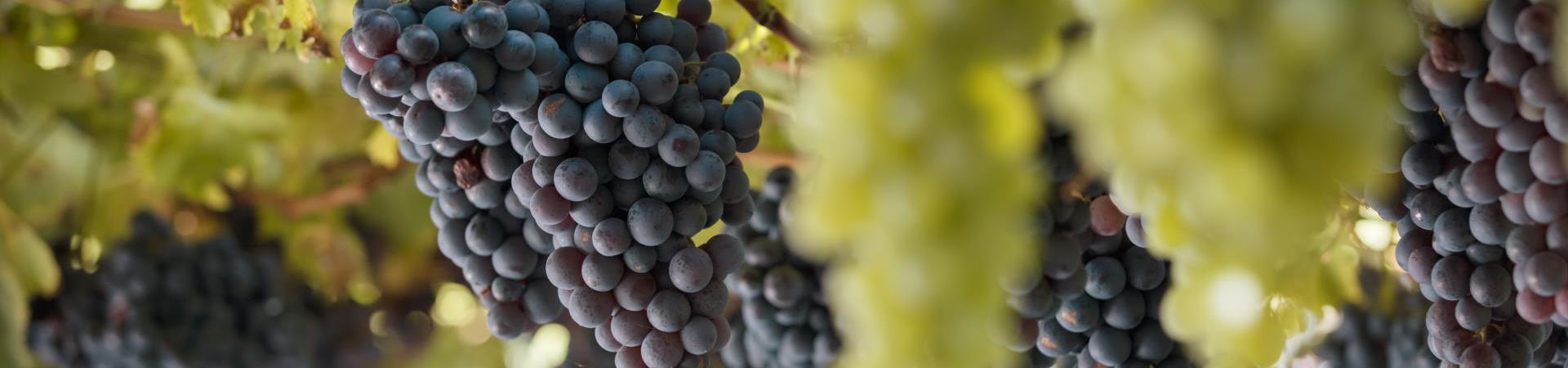 produkte-wein-weinreben-trauben-kastelbell-tschars-fb