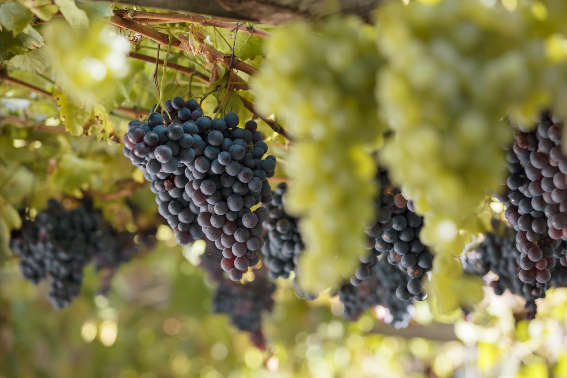 produkte-wein-weinreben-trauben-kastelbell-tschars-fb