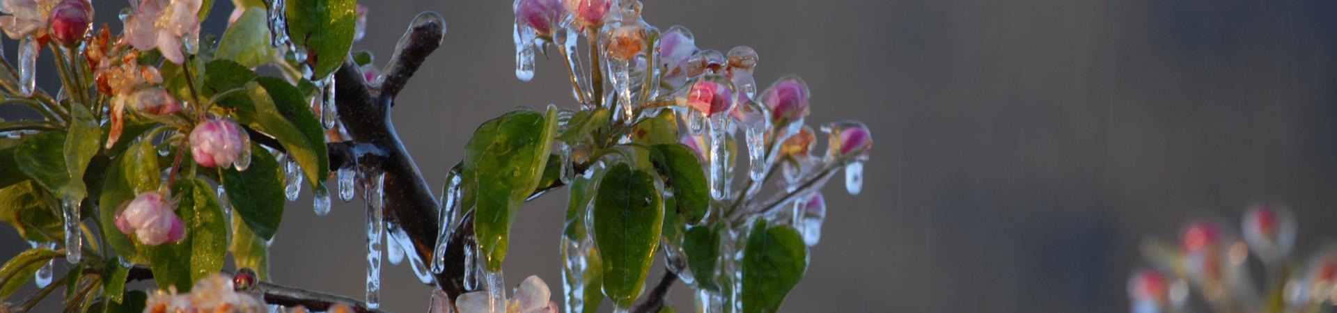 landschaft-eisblüte-schlanders-laas-gb