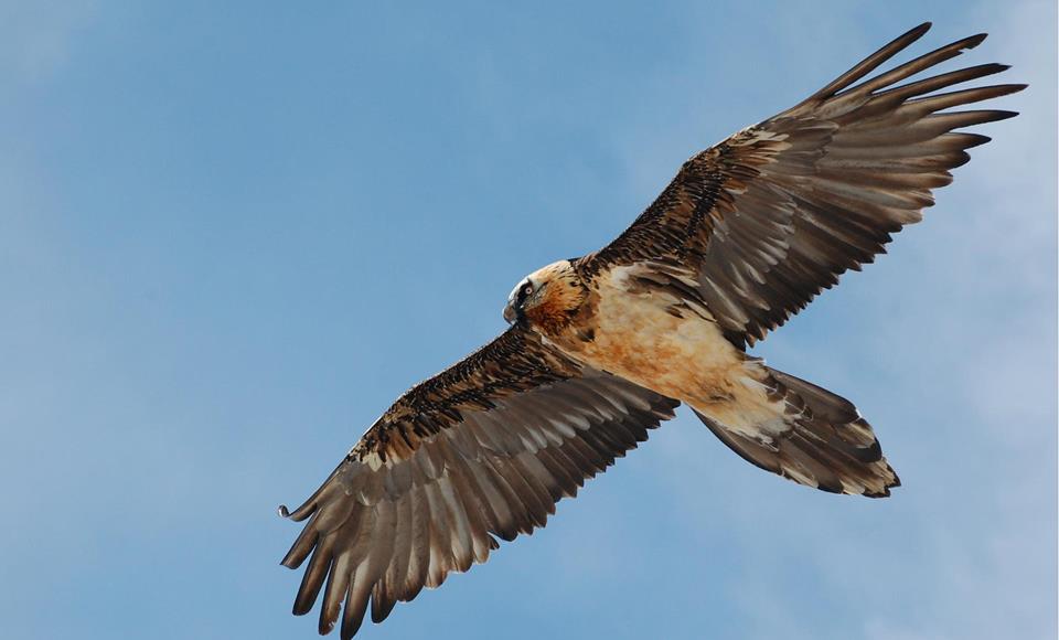 L'avvoltoio barbuto in volo