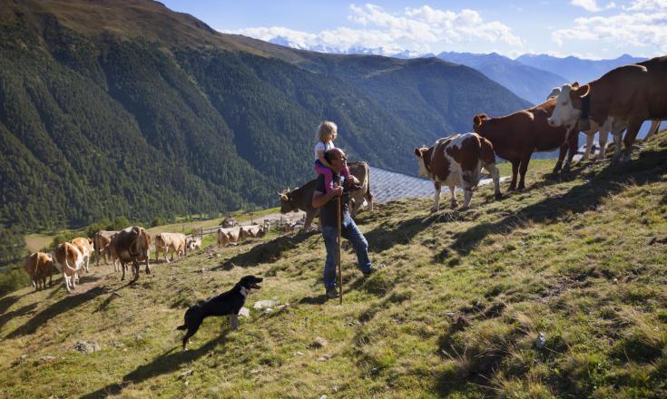 almwirtschaft-kühe-familie-vinschgau-fb