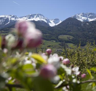 landschaft-apfelblüte-vinschgau-fb[3]