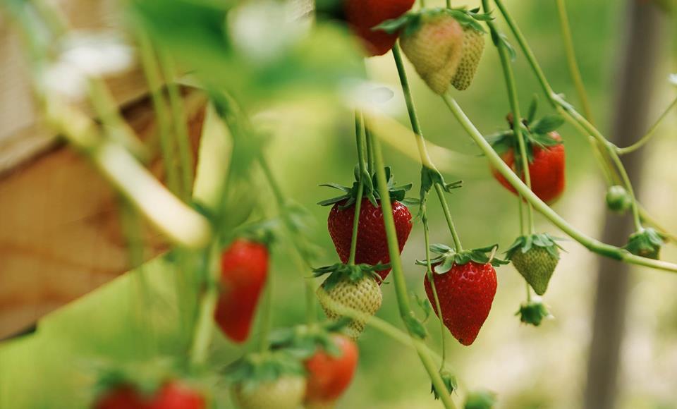 Erdbeeren_Erdbeerfeld_(C)_Sophia Kobald