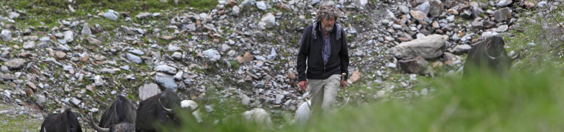 Reinhold Messner & his yaks