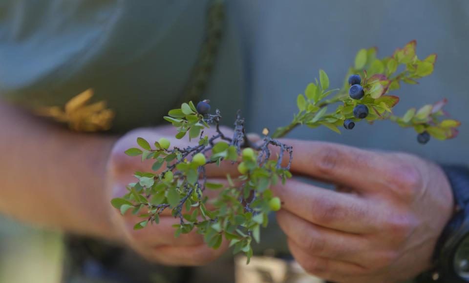 wandern-blaubeeren-vinschgau-fb