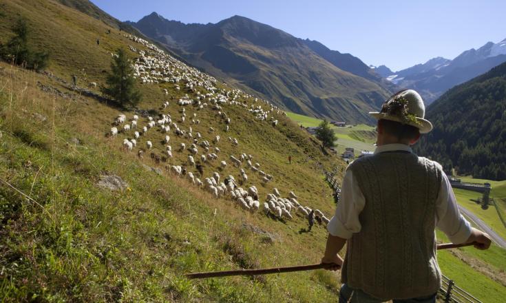 almwirtschaft-almabtrieb-vinschgau-fb[2]