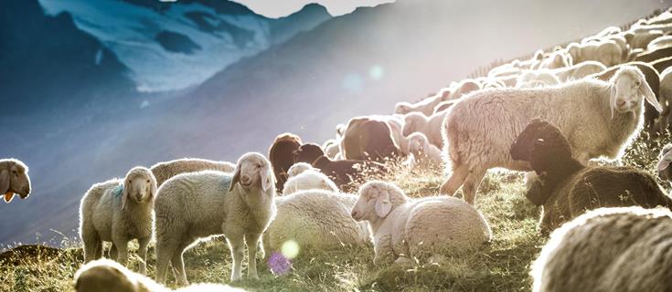 transhumanz-2020-gudrun-muschalla-7