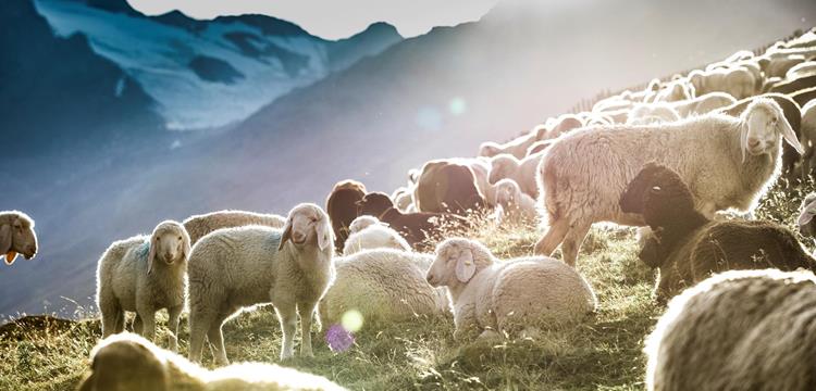 transhumanz-2020-gudrun-muschalla-7