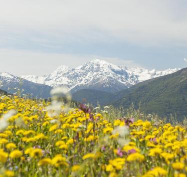 landschaft-blumenwiese-vinschgau-fb[4]