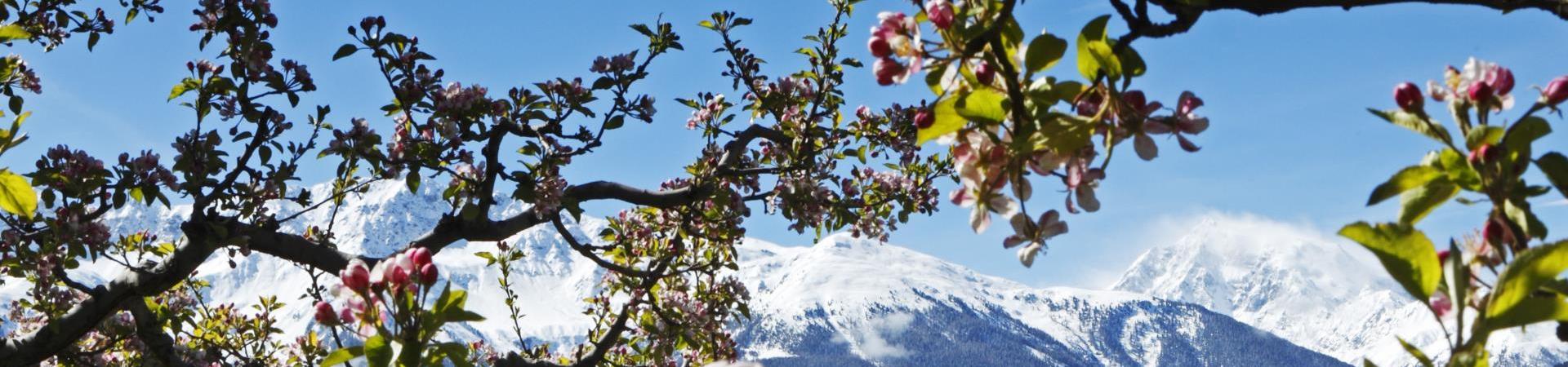 landschaft-apfelblüte-vinschgau-fb[2][2]