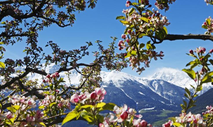 landschaft-apfelblüte-vinschgau-fb[2][2]