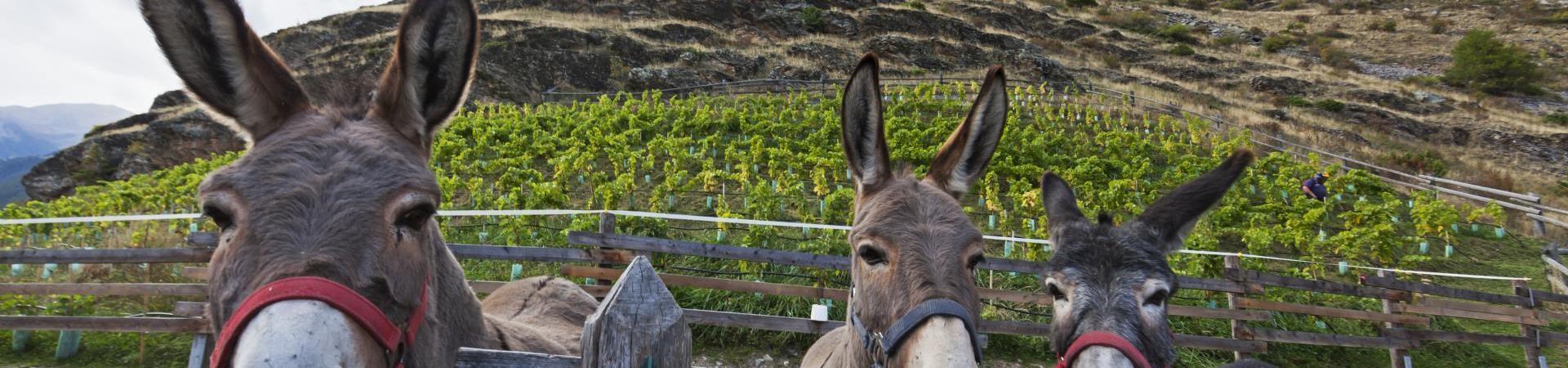 landschaft-weingut-calvenschlößl-esel-vinschgau-fb