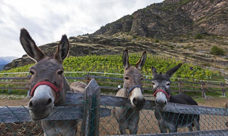 landschaft-weingut-calvenschlößl-esel-vinschgau-fb