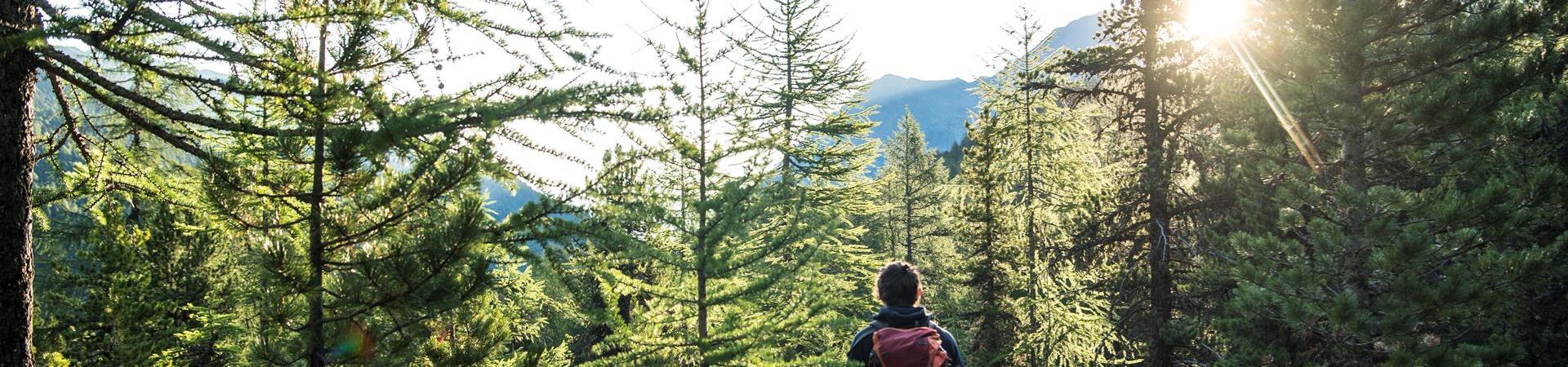 Wandern-Tannen-Person