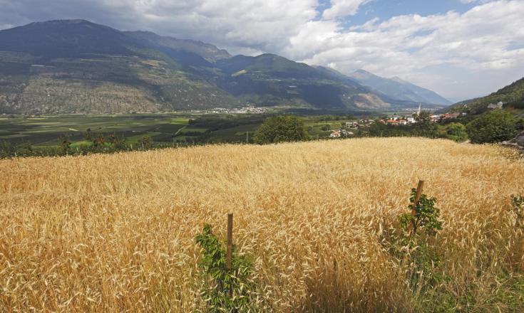 Landschaft-korn-tschengls-vinschgau-fb