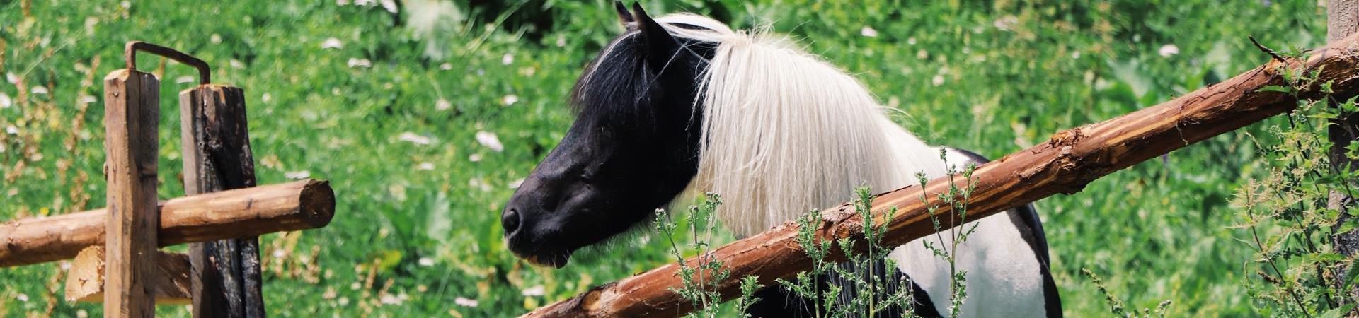 Pony-Weide