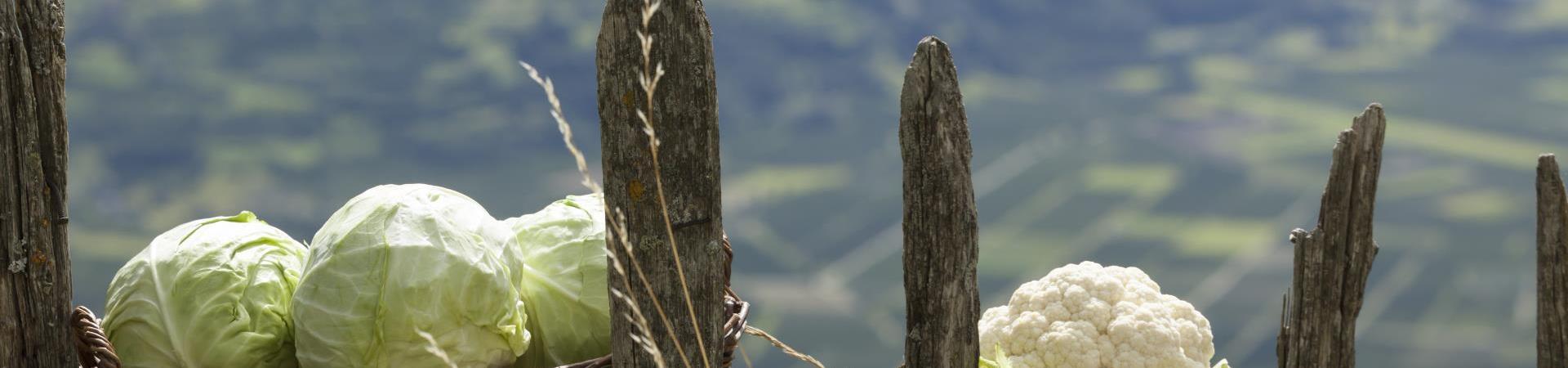 herbstauslese-produkte-kraut-vinschgau-fb[3]