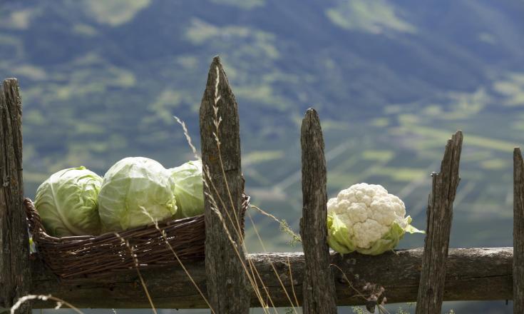 herbstauslese-produkte-kraut-vinschgau-fb[3]