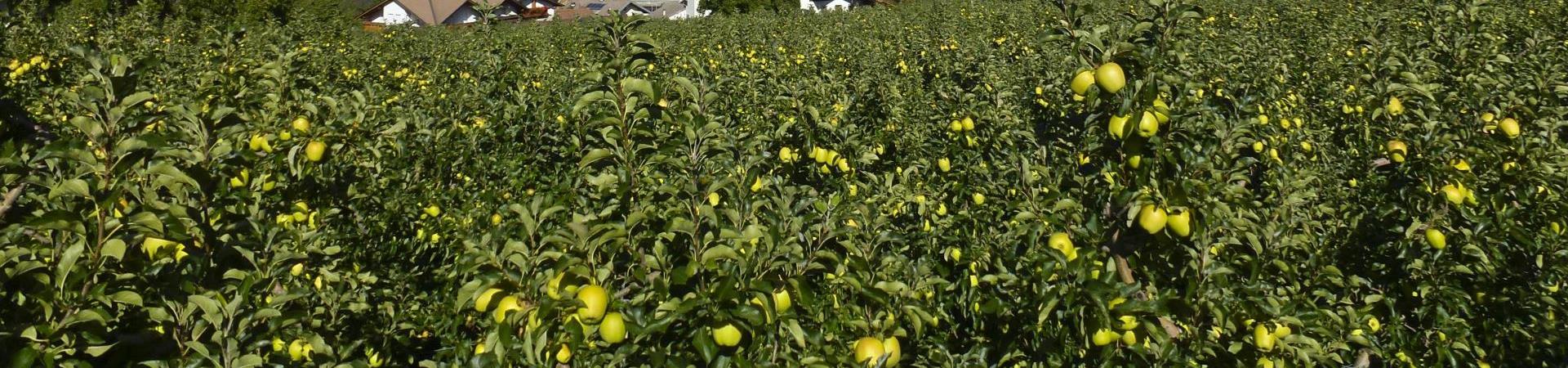 genuss-obstgaeretn-kastelbell-ub