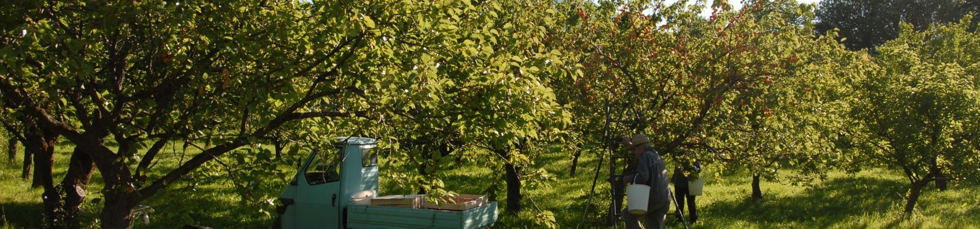 kosten-genießen-hofführung-marillenbauer-schlanders-laas-gb