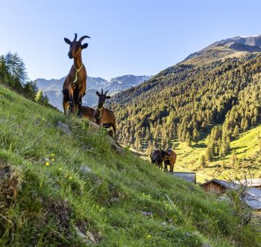 wandern-ziege-schlandrauntal-vinschgau-fb