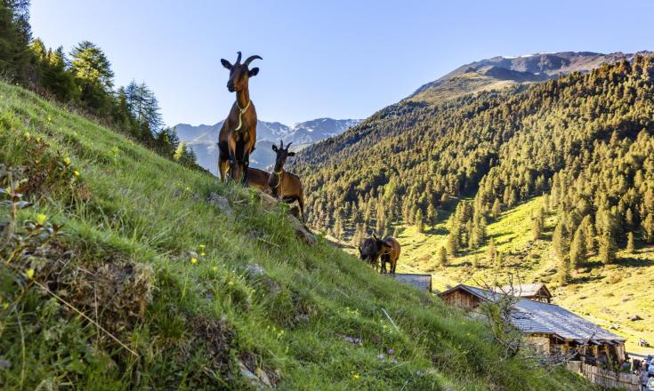 wandern-ziege-schlandrauntal-vinschgau-fb