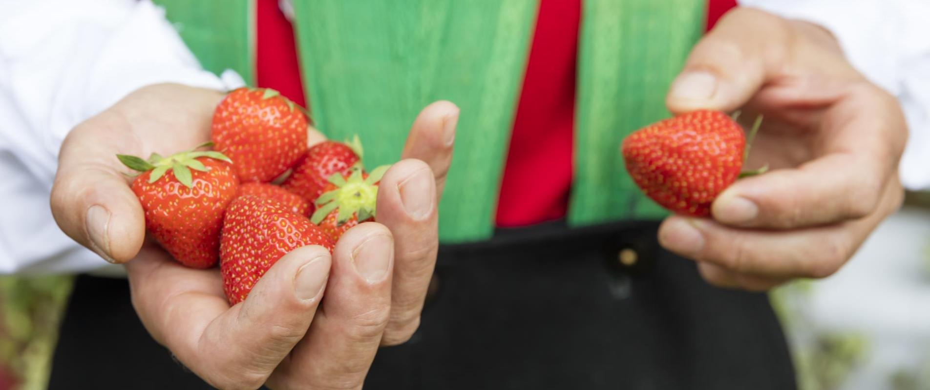 produkte-erdbeeren-tracht-vinschgau-fb