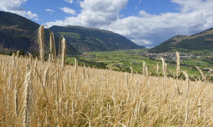 produkte-kornfeld-mals-vinschgau-fb