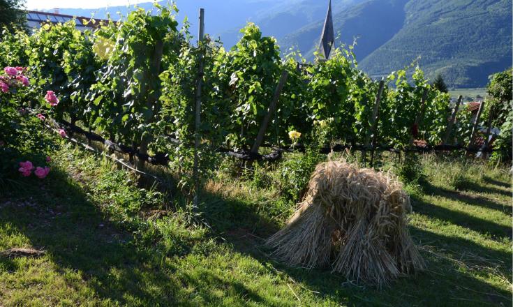 kosten-genießen-weinberg-vetzan-schlanders-laas-gb