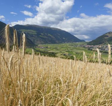 landschaft-getreidefeld-glurns-vinschgau-fb