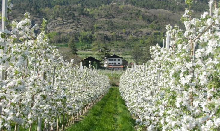 kosten-genießen-apfelblüte-bauernhof-schlanders-laas-gb