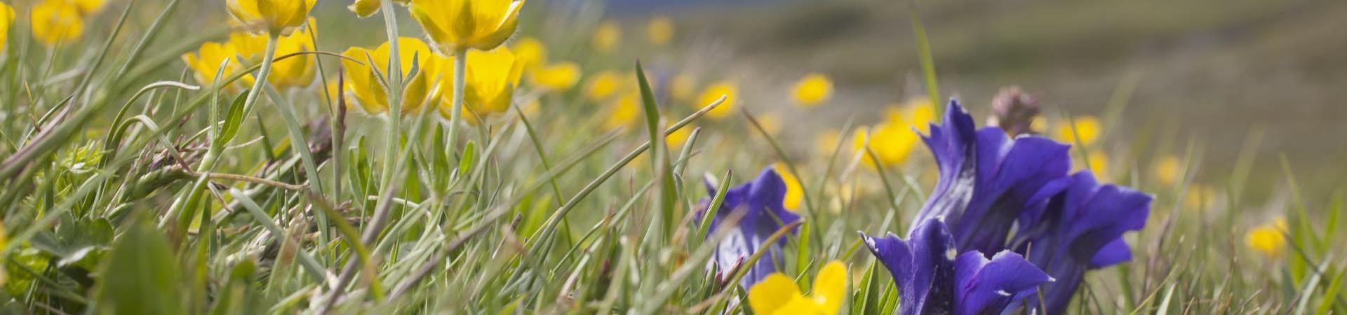 wandern-bergwiese-vinschgau-fb