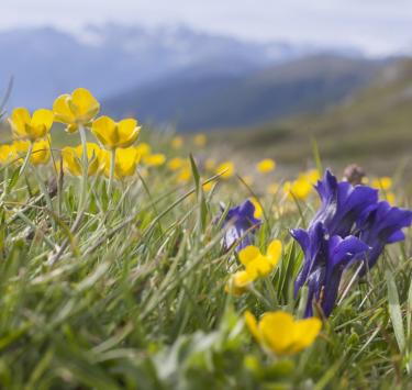 wandern-bergwiese-vinschgau-fb