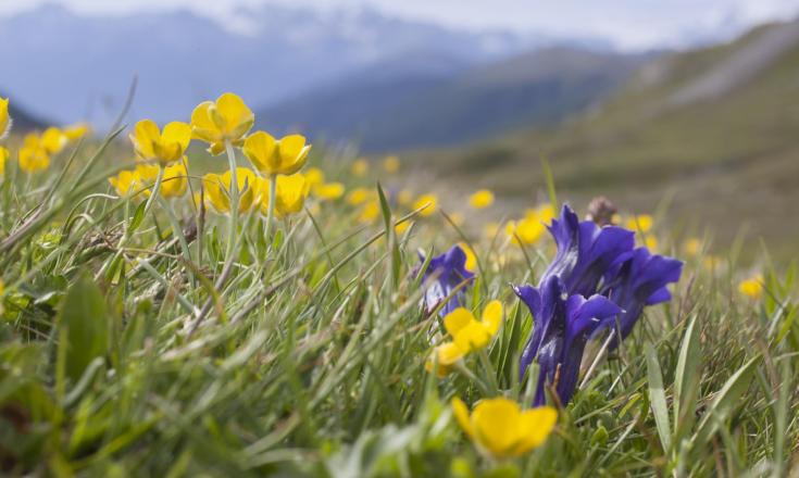 wandern-bergwiese-vinschgau-fb