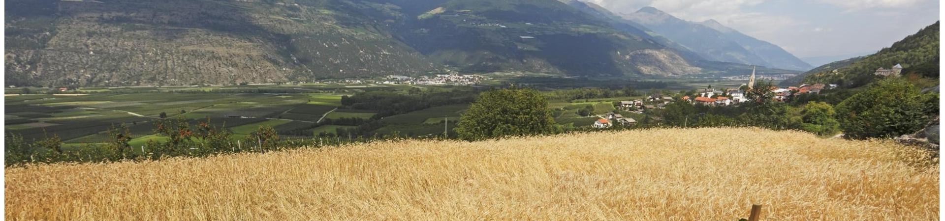 zugeschnitten-produkte-apfelwiesen-vinschgau-fb