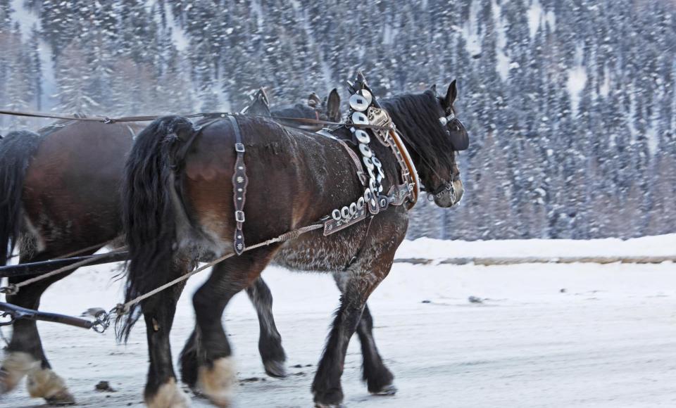 Una slitta trainata da cavalli in inverno