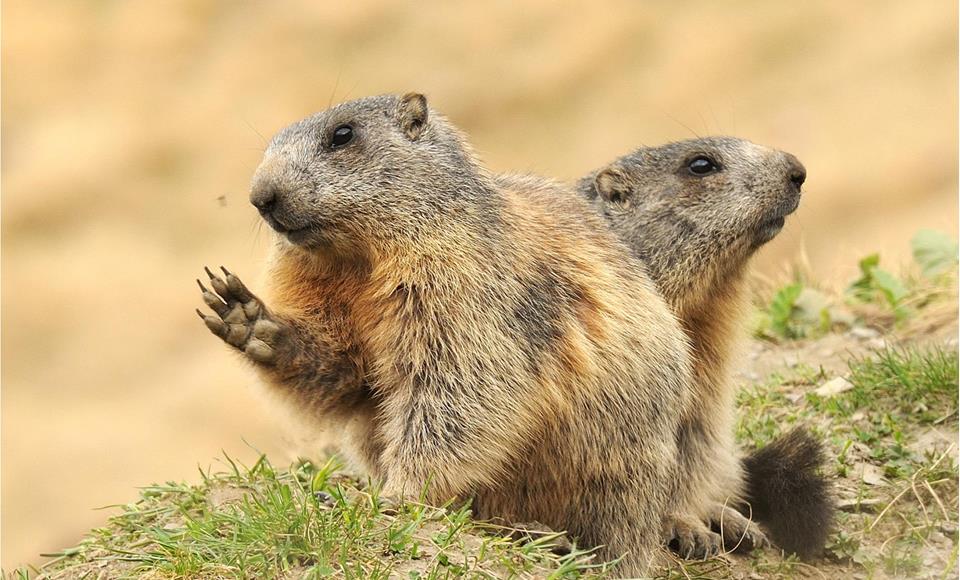 Marmotte