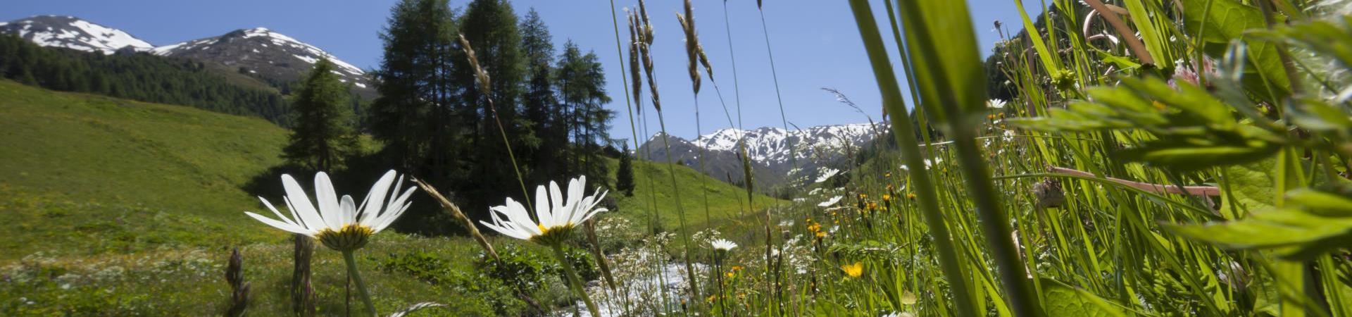 landschaft-rojen-blumenwiese-wasser-vinschgau-fb