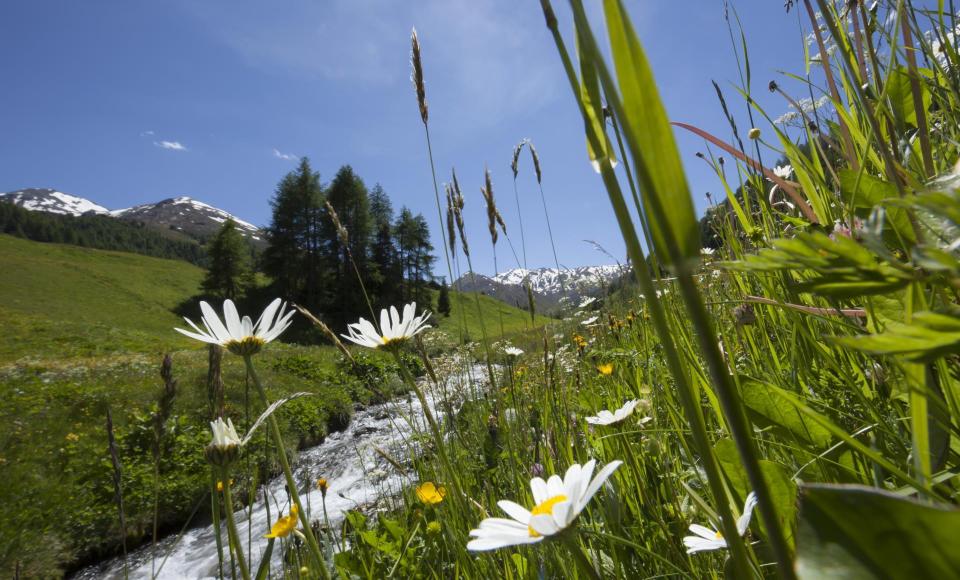 landschaft-rojen-blumenwiese-wasser-vinschgau-fb