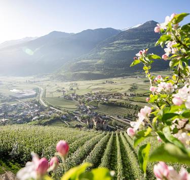 idm-su-dtirol-alto-adige-su-dtiroler-apfelkonsortium-by-alex-filz