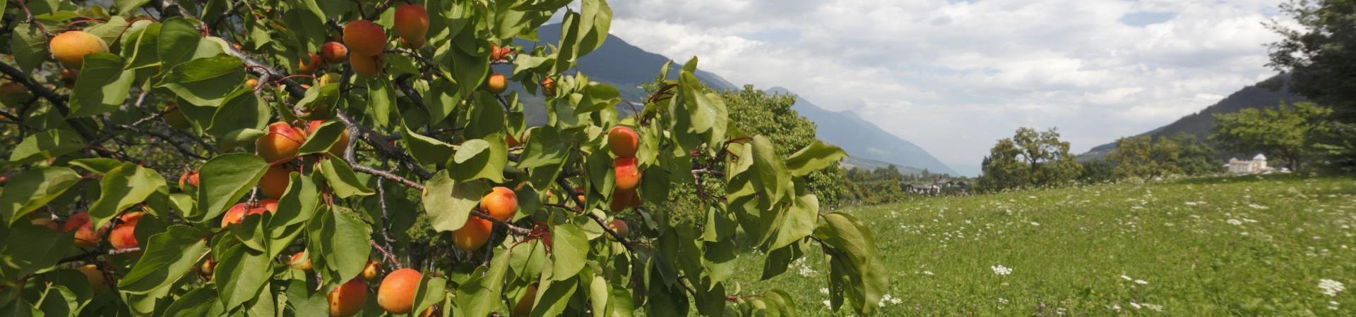 produkte-marillen-tschengls-vinschgau-fb