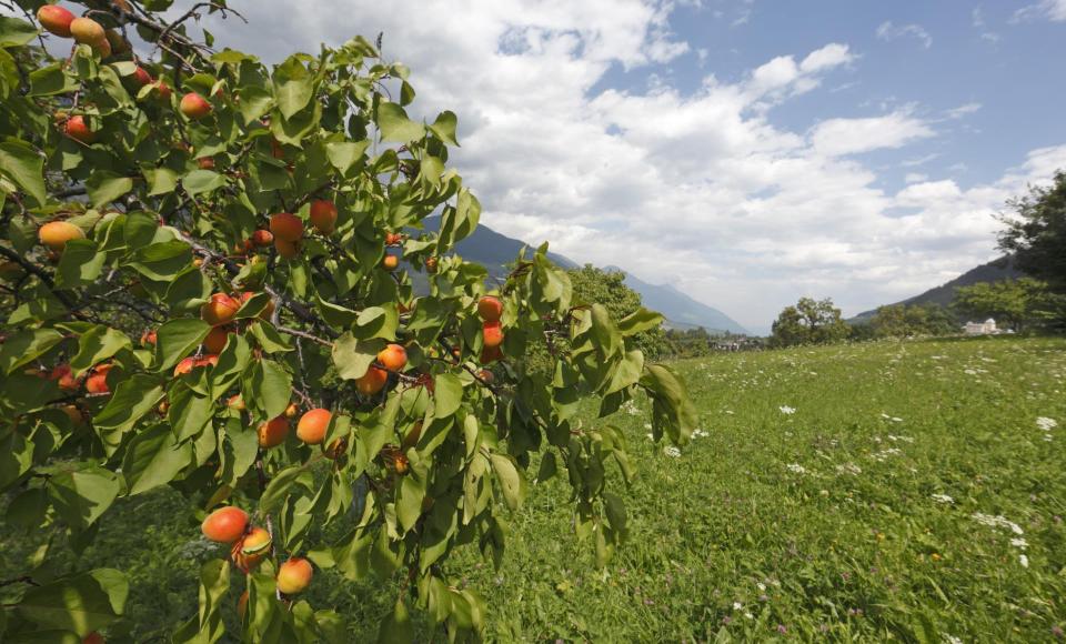 produkte-marillen-tschengls-vinschgau-fb