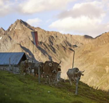 almwirtschaft-kühe-vinschgau-fb