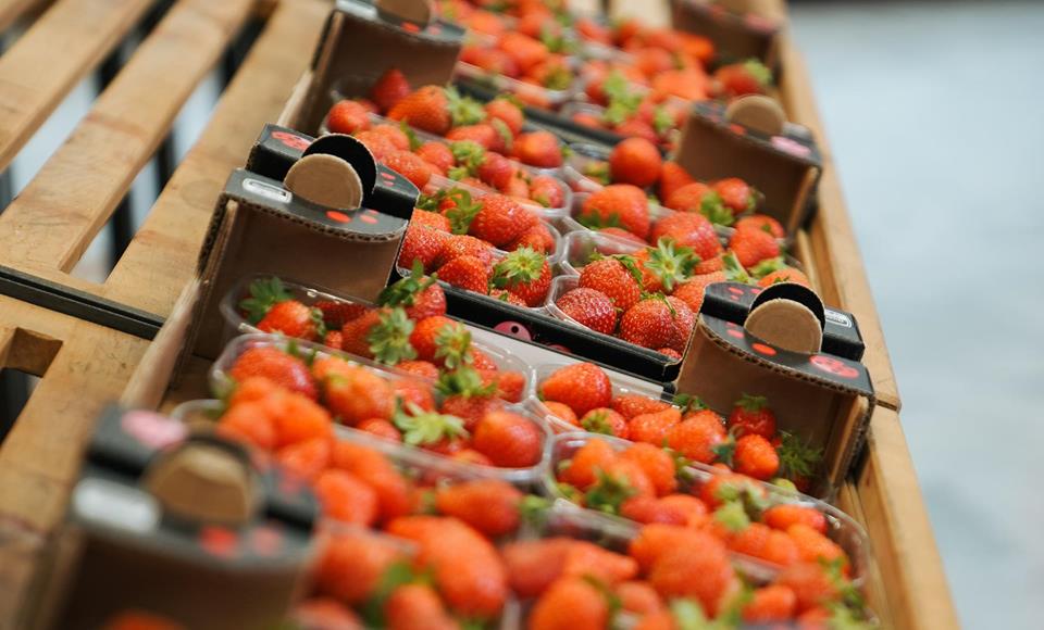 Erdbeeren_Südtiroler Erdbeerwelt_(C)_Sophia Kobald