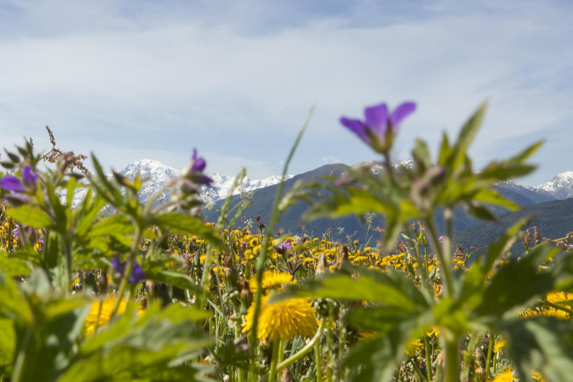 landschaft-blumenwiese-mit-blick-auf-ortler-vinschgau-fb