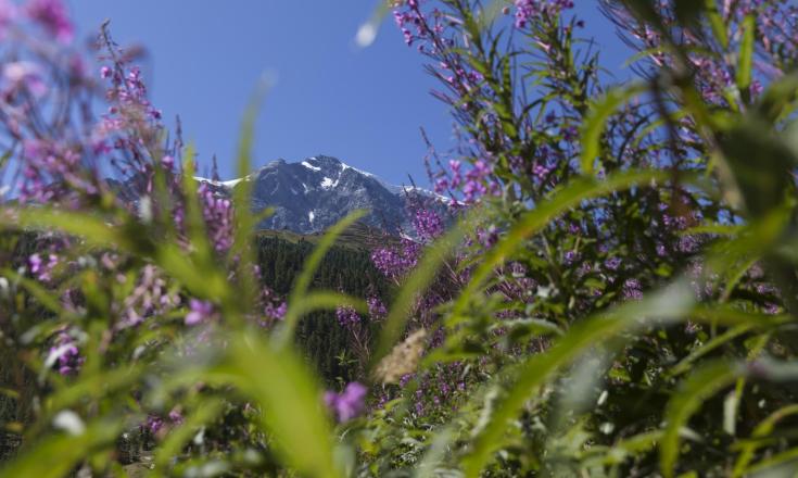 landschaft-blumenwiese-Vinschgau-fb[3]