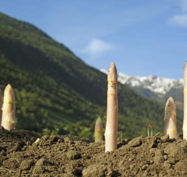 produkte-spargel-vinschgau-fb