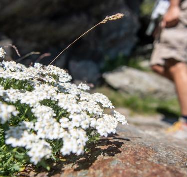 Wandern-Ortler Höhenweg-Blumen-Ortlergebiet-h